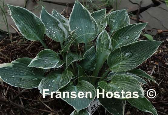 Hosta Cease Fire